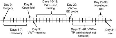 Methylene Blue Preserves Cytochrome Oxidase Activity and Prevents Neurodegeneration and Memory Impairment in Rats With Chronic <mark class="highlighted">Cerebral Hypoperfusion</mark>